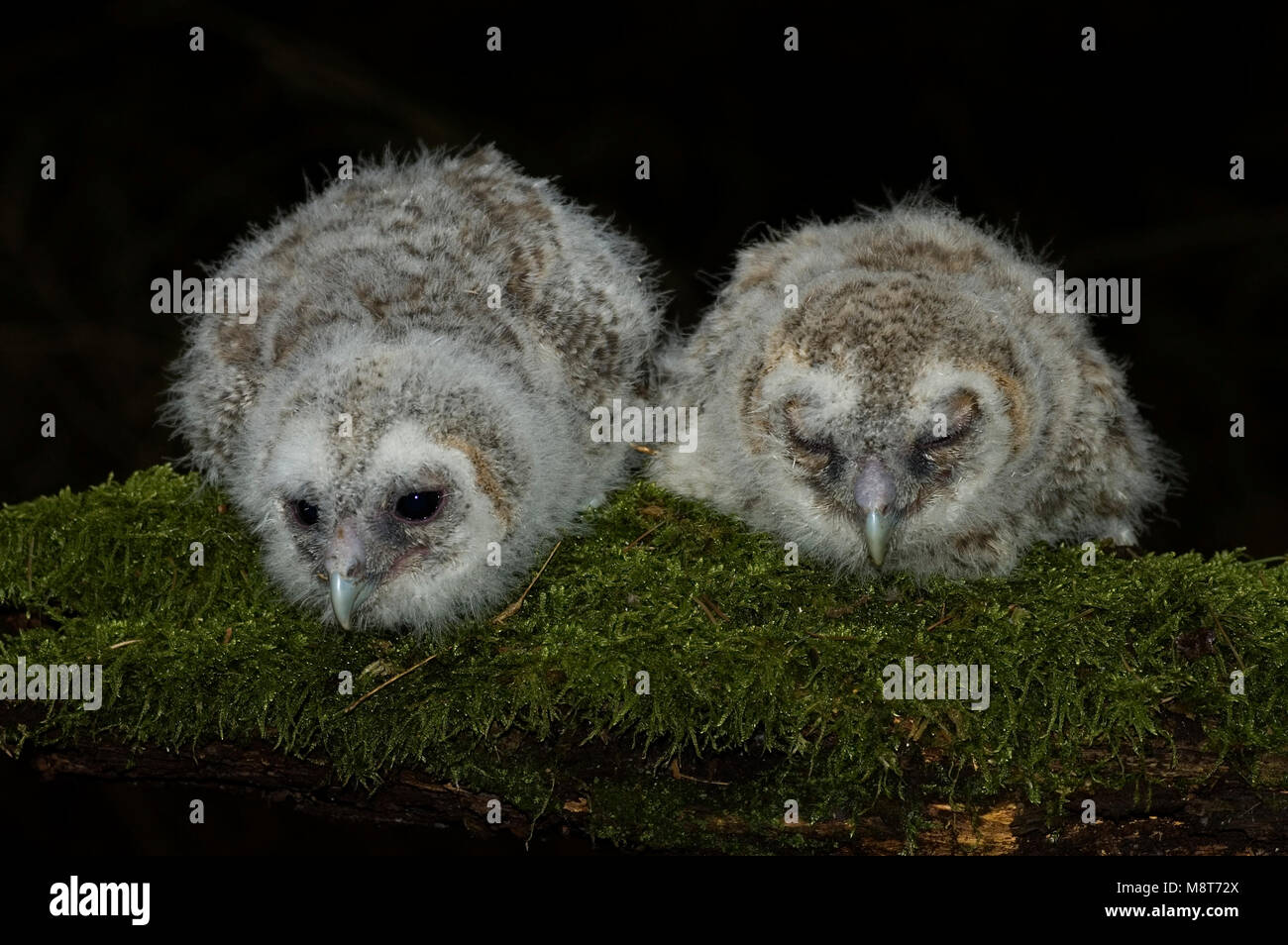 Tawny Owl two chicks on branch, Bosuil twee kuikens op tak Stock Photo