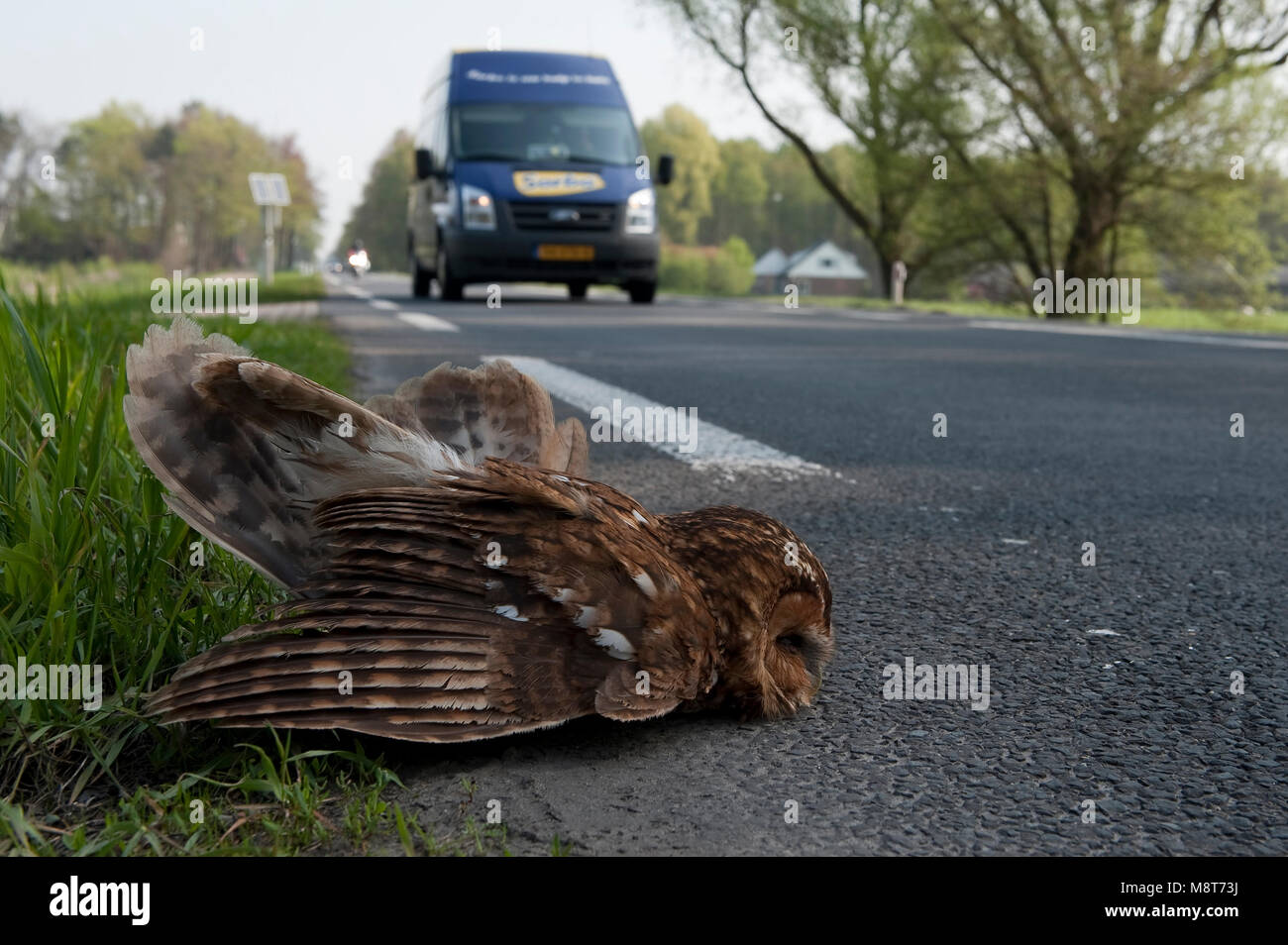 Bosuil dood langs de weg; Tawny Owl dead at roadside Stock Photo