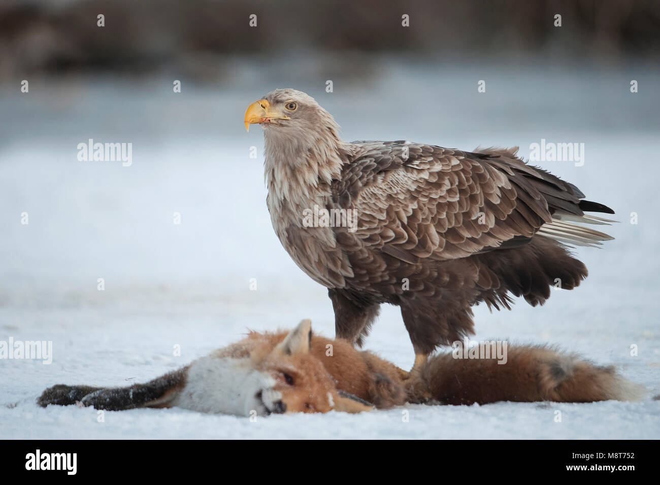 Zeearend etend van een dode vos; Whitetailed Eagle eating from a dead