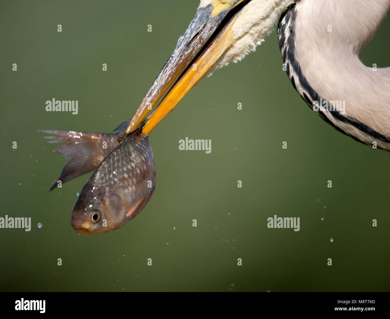 Blauwe Reiger met vis; Grey Heron with fish Stock Photo