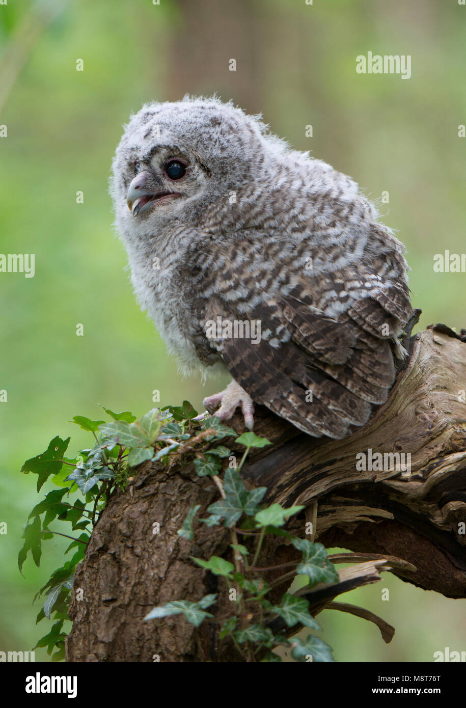 Bosuil onvolwassen; Tawny Owl immature Stock Photo