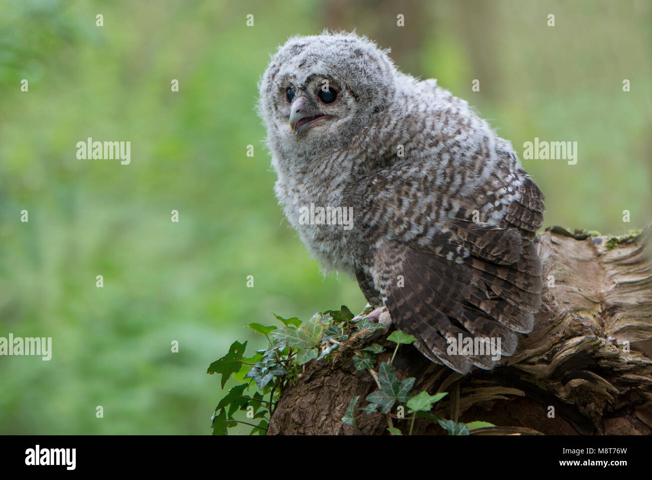 Bosuil onvolwassen; Tawny Owl immature Stock Photo