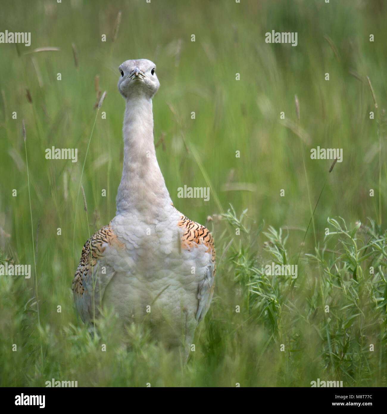 Adulte Grote Trap in gras, Great Bustard adult in gras Stock Photo