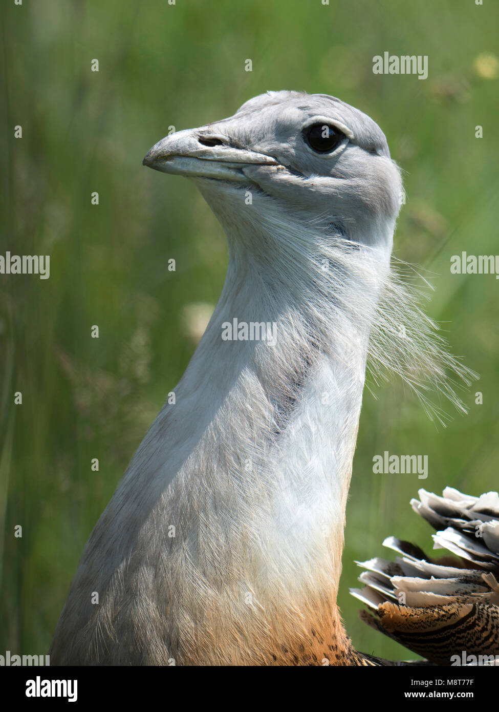 Adulte Grote Trap in gras, Great Bustard adult in gras Stock Photo