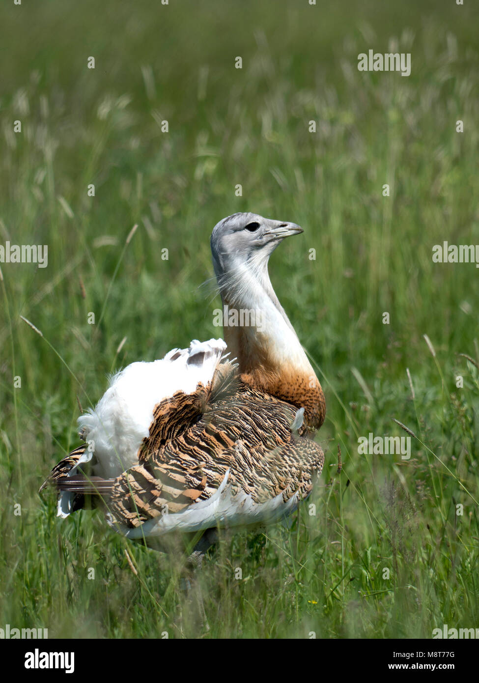 Adulte Grote Trap baltsend, Great Bustard adult displaying Stock Photo