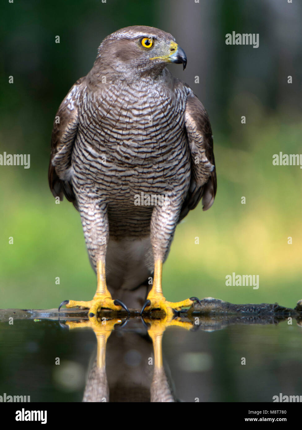Havik staand in water; Goshawk perched in water Stock Photo