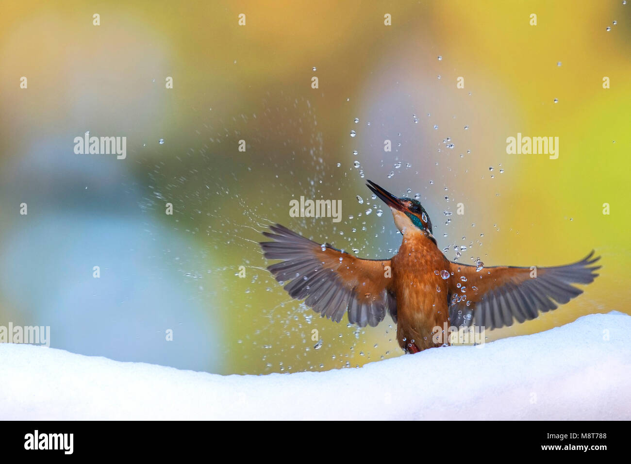 Kingfisher hunting in snow Stock Photo