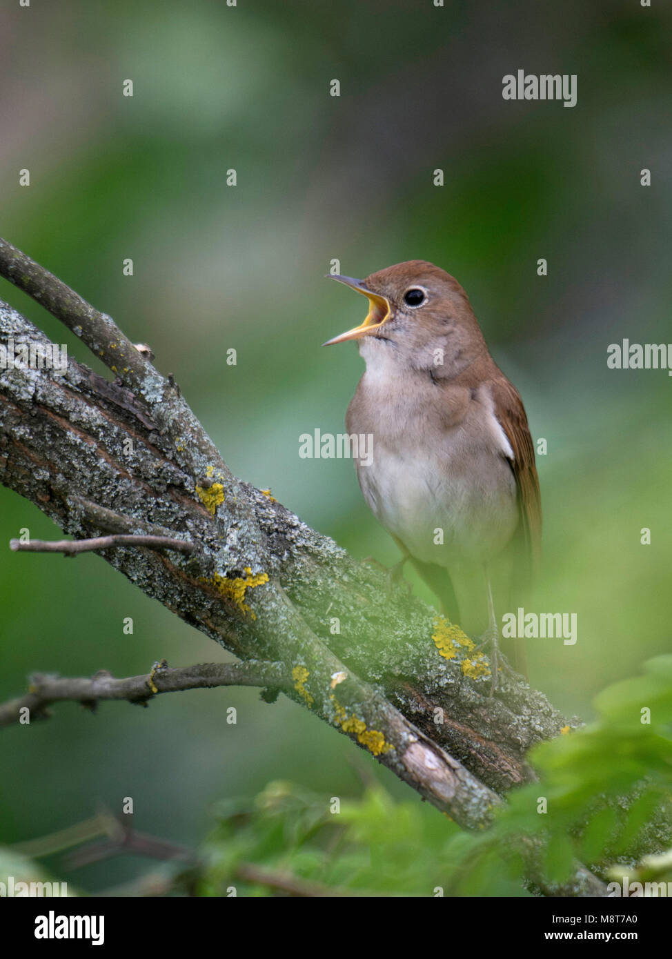 Zingende nachtegaal; singing Common Nightingale Stock Photo