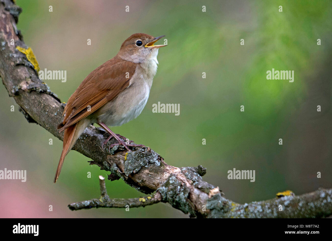 Zingende nachtegaal; singing Common Nightingale Stock Photo