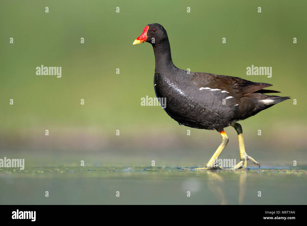Waterkipje hi-res stock photography and images - Alamy