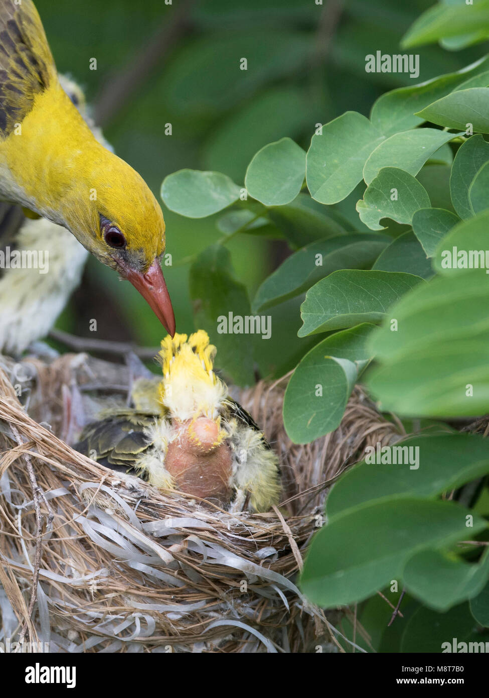 Wielewaal nest in Bulgarije; Golden Oriole (Oriolus oriolus) nest in