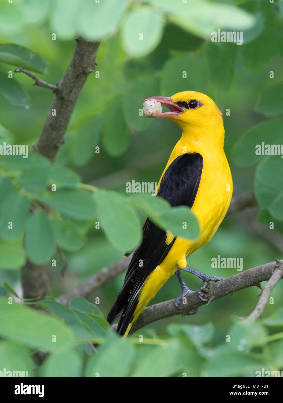 Wielewaal bij zijn nest in Bulgarije; Golden Oriole (Oriolus oriolus