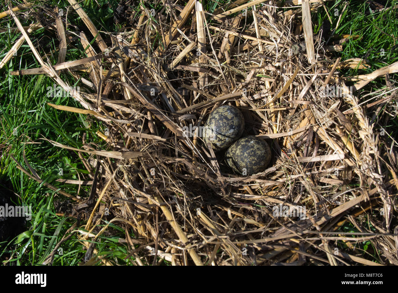 Rennen Bespreken hop Nest van een Kievit met eieren; Nest of Northern Lapwing (Vanellus  vanellus) wth two eggs Stock Photo - Alamy
