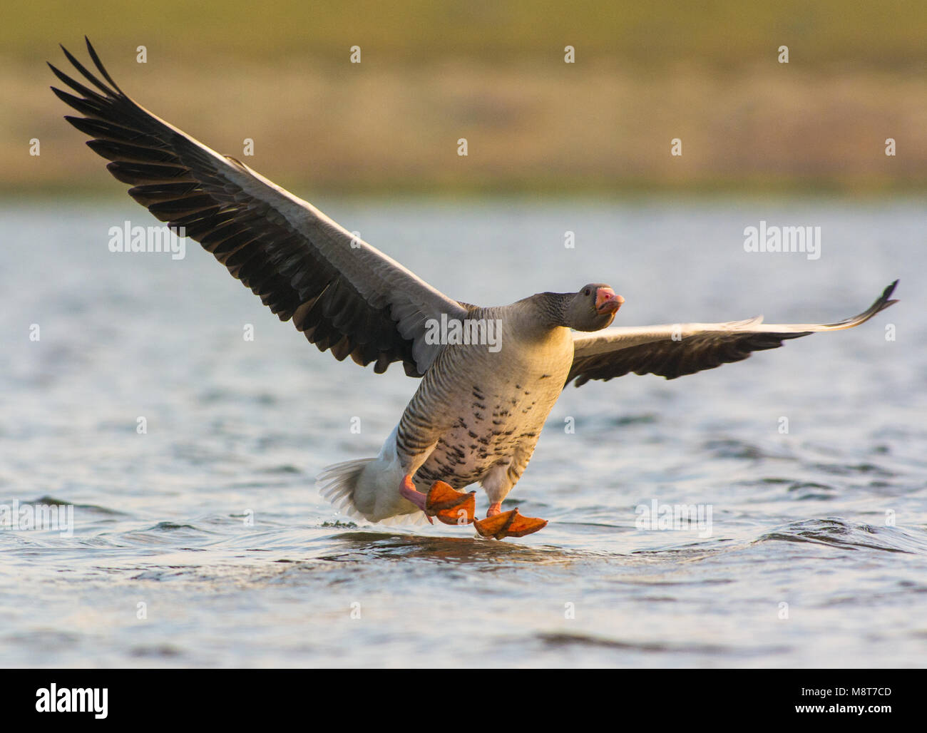 Grauwe Gans landend in water, Greylag Goose landing in water Stock Photo