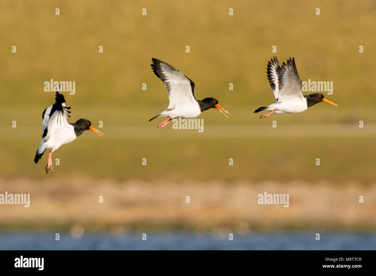 Scholeksters in de vlucht, Eurasian Oystercatchers in flight Stock