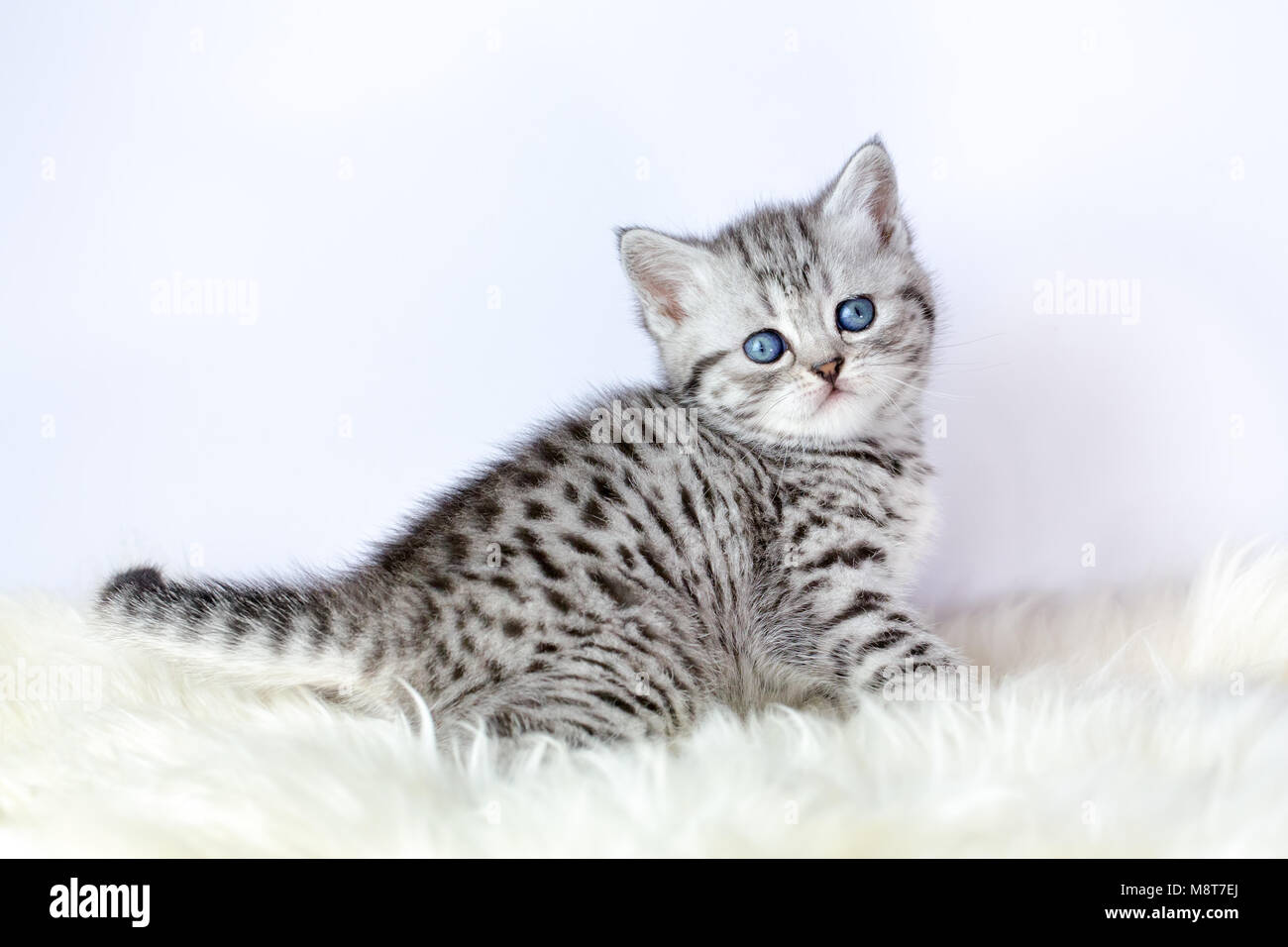 Young black silver tabby cat sitting on sheepskin Stock Photo