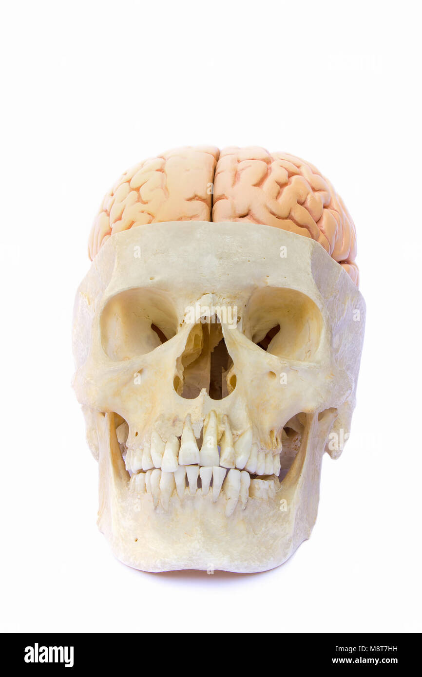 Human skull filled with artificial brains isolated on white background Stock Photo