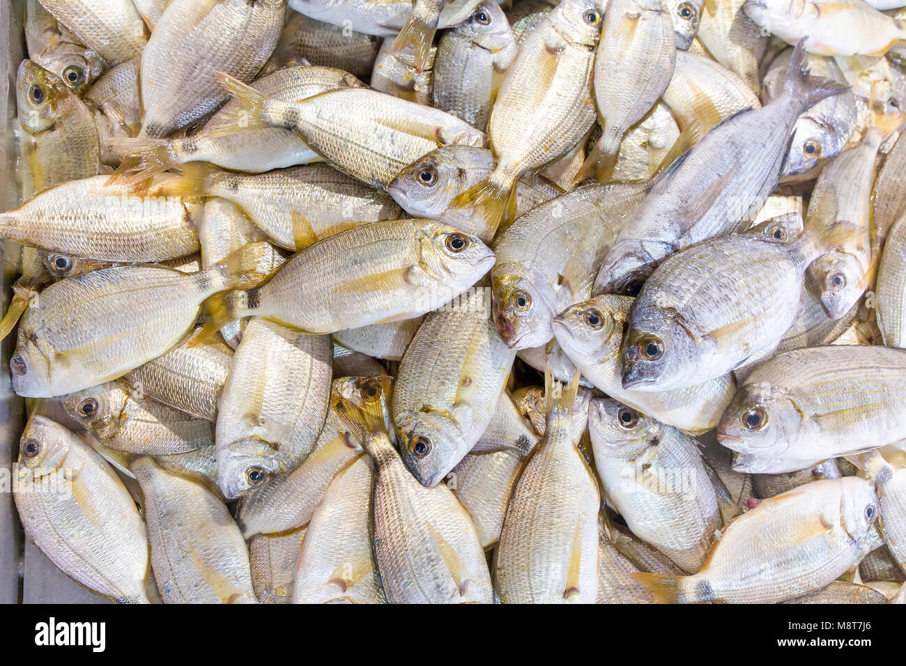 Many fishes for food on market in Albufeira Portugal Stock Photo