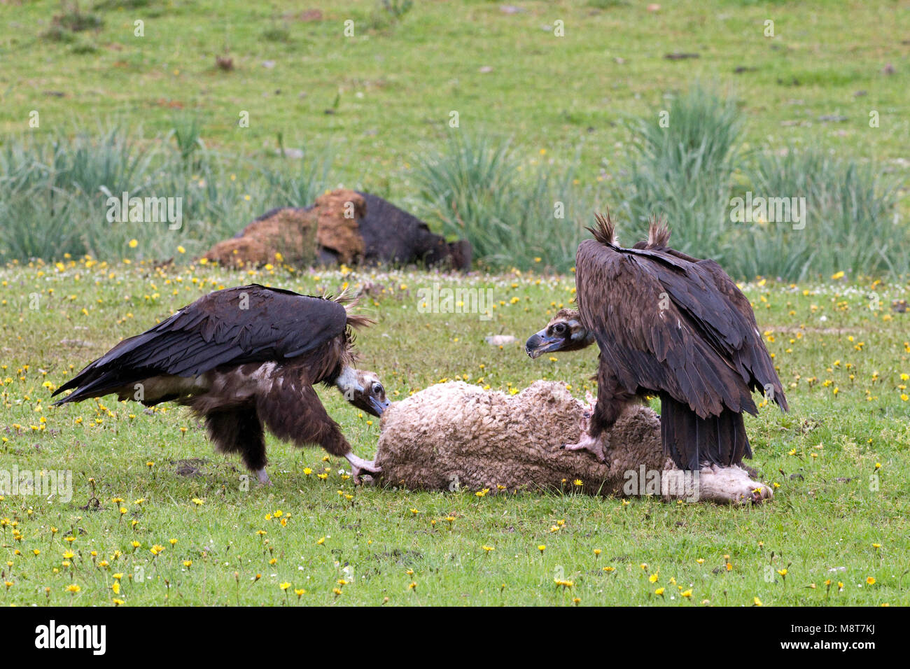 Monniksgieren etend van schaap; Cinereous Vultures eating from sheep Stock Photo