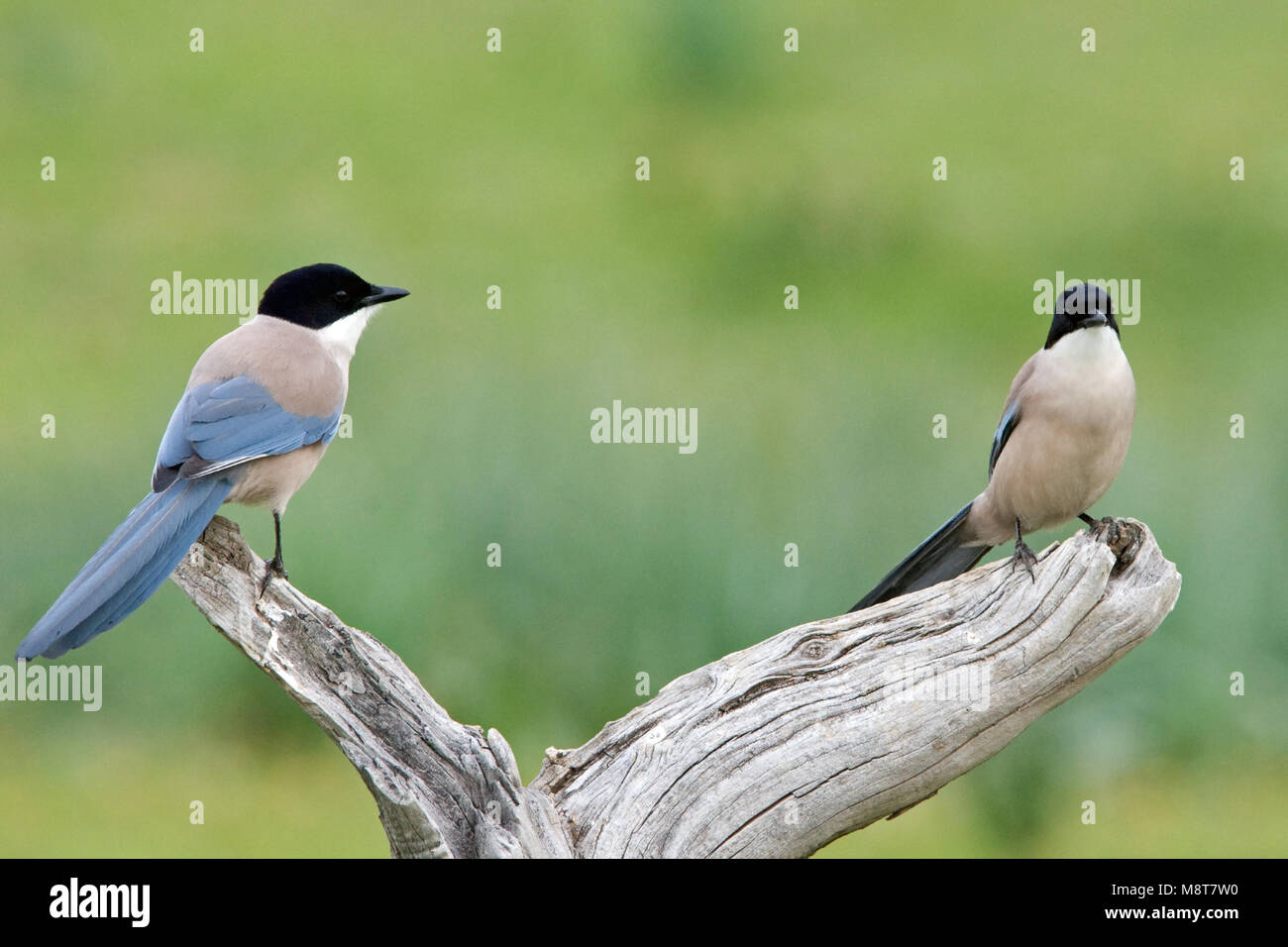 Blauwe Eksters zittend; Azure-winged Magpies perched Stock Photo