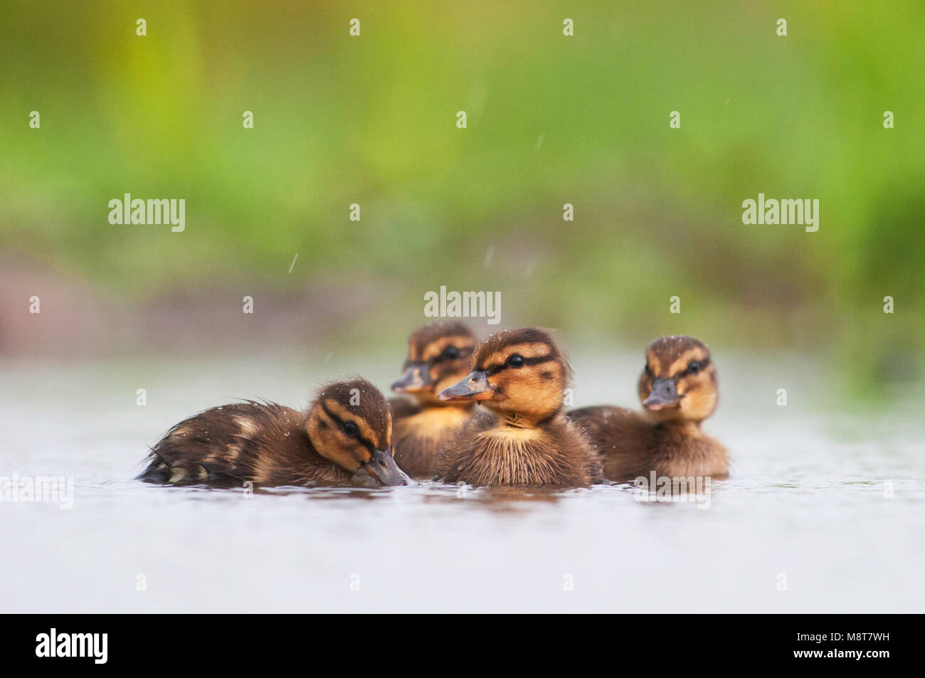 Kuikens van de Wilde Eend; Mallard chicks Stock Photo - Alamy, image size:1300x953