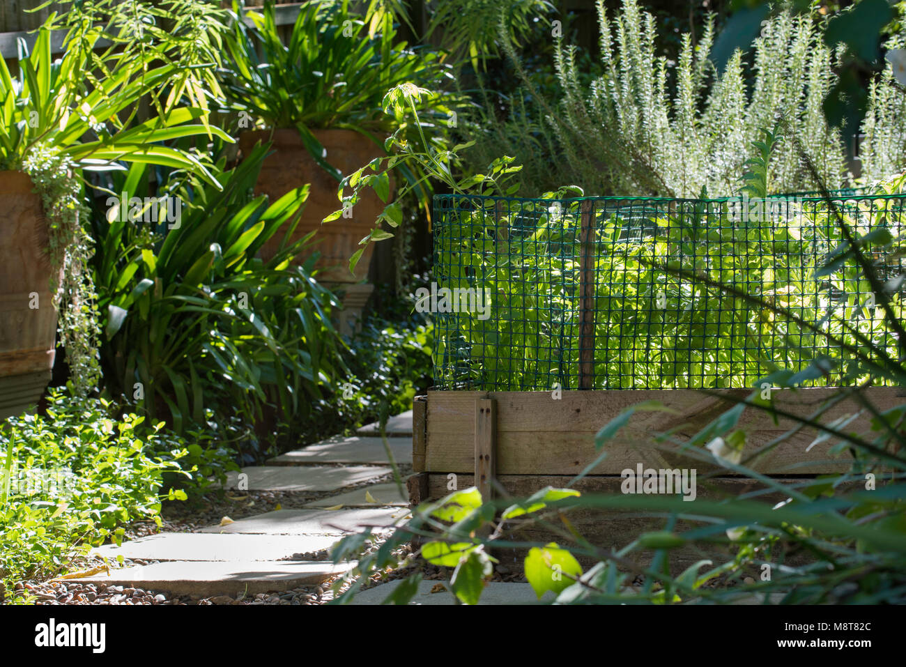 A vegetable patch with Rosemary and other herbs growing surrounded by a hardwood border and a stone paving path in a Sydney backyard Stock Photo