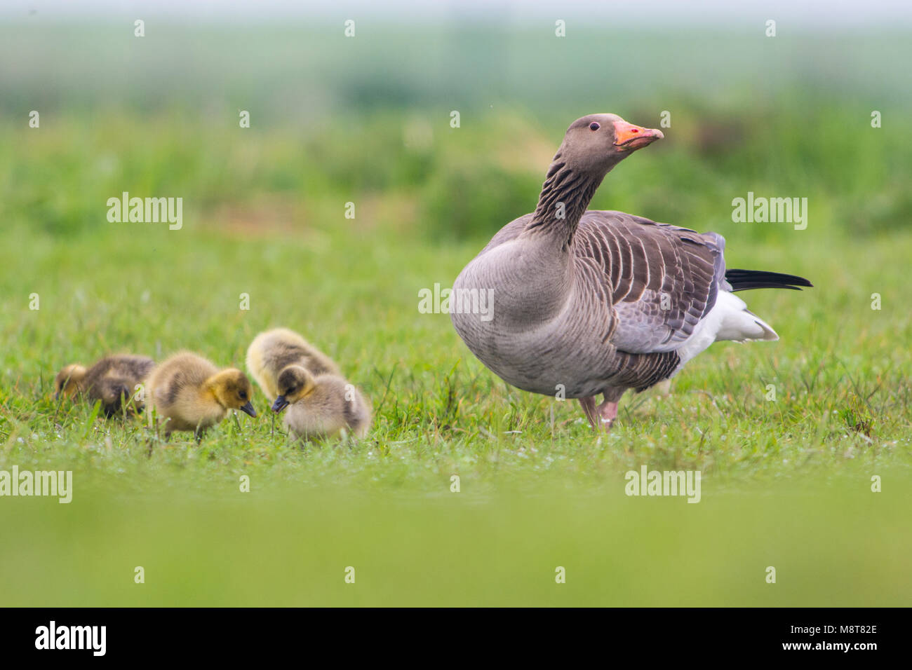 Grauwe Gans met jongen, Grey-lag Goose with young Stock Photo