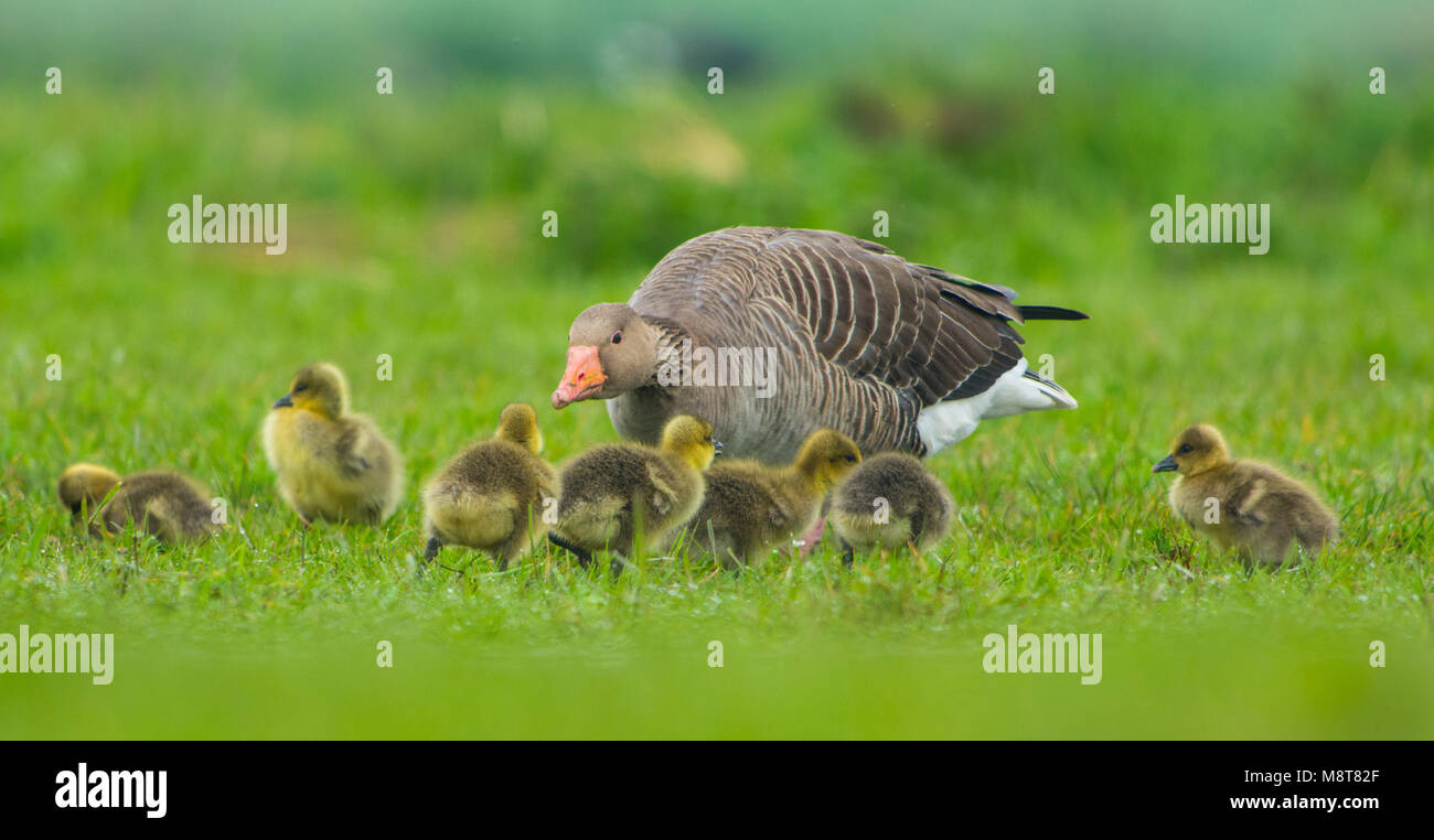 Grauwe Gans met jongen, Grey-lag Goose with young Stock Photo