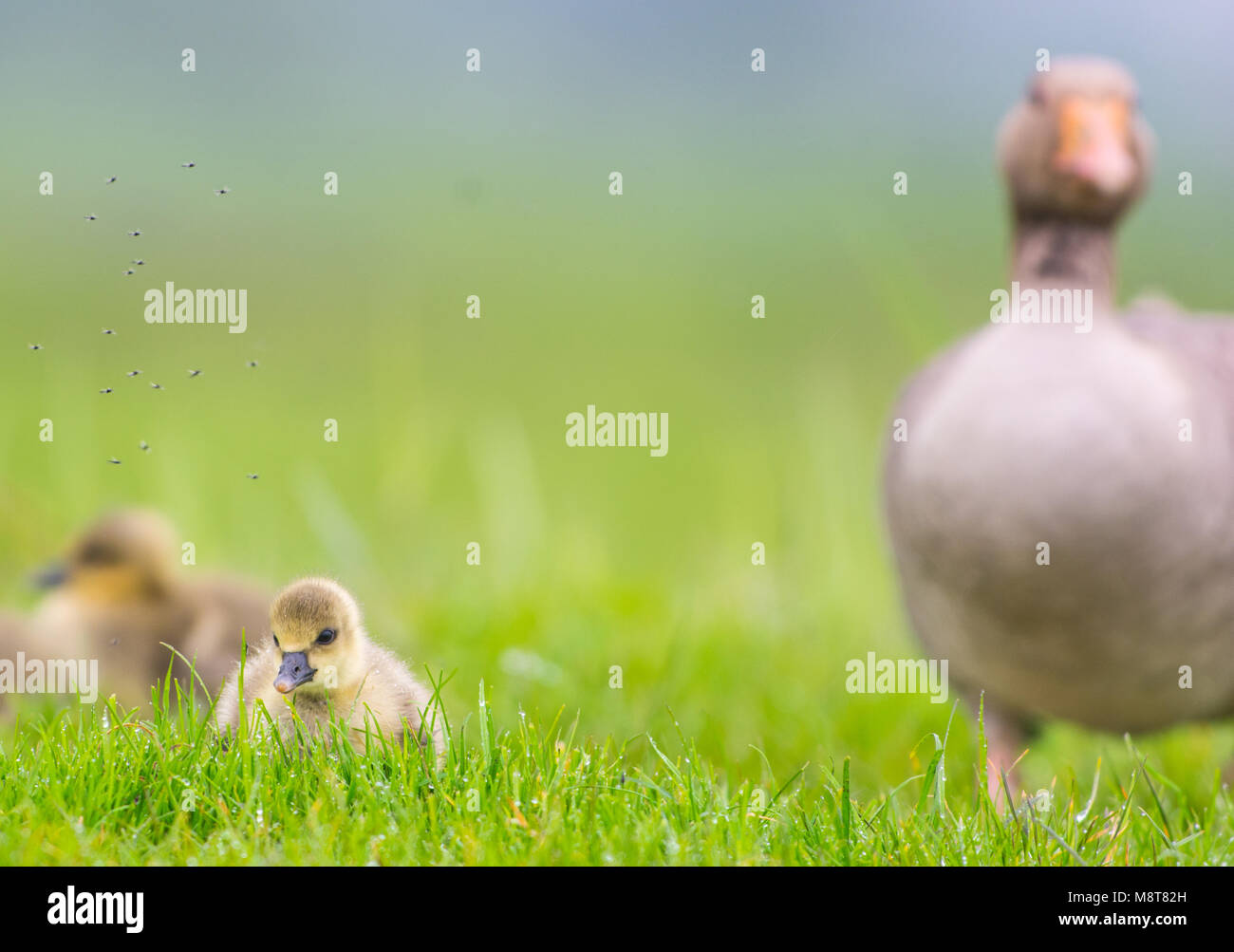 Grauwe Gans met jongen, Grey-lag Goose with young Stock Photo