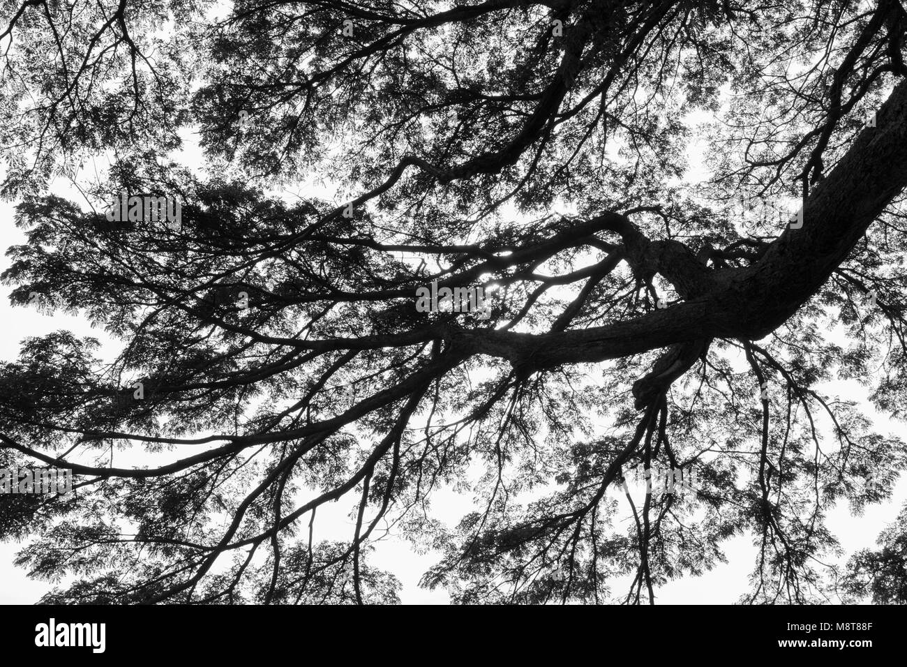 tree branch , black and white Stock Photo Alamy
