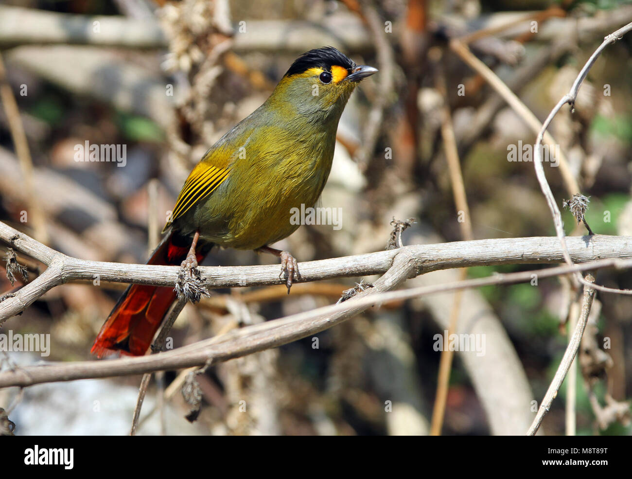 First spotted in 1995 in Arunachal Pradesh, India, the Bugun Liocichla was described as a new species in 2006. Stock Photo