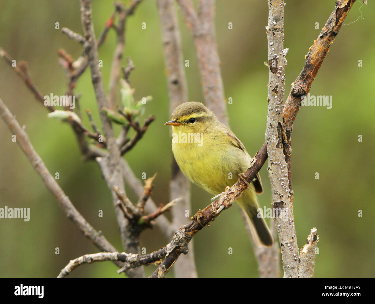 The alpine leaf warbler or west Chinese leaf warbler (Phylloscopus occisinensis) is a species of leaf warbler in the Phylloscopidae family. It is foun Stock Photo