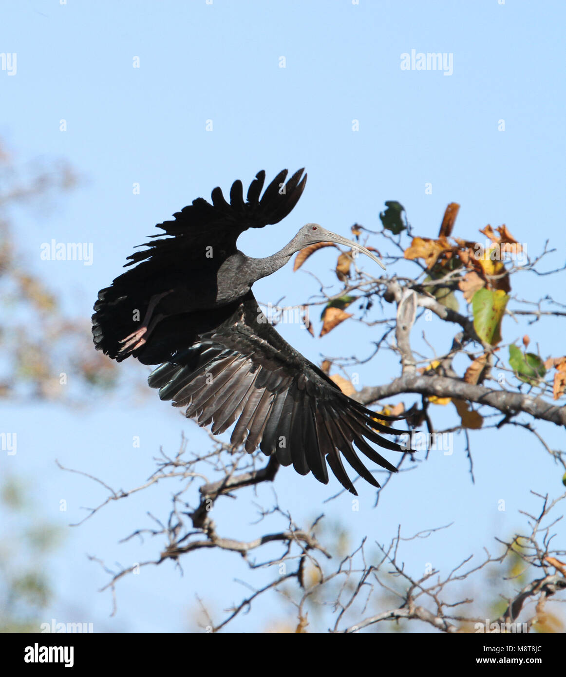 Reuzenibis; Giant Ibis (Pseudibis gigantea) Stock Photo