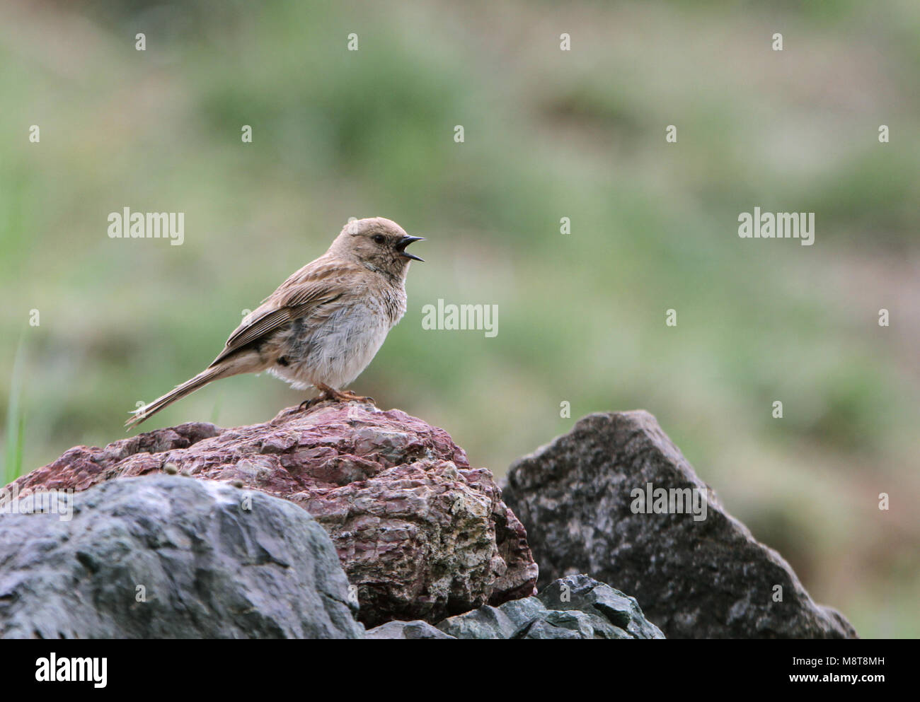 Koslows Heggenmus, Mongolian Accentor, Prunella koslowi Stock Photo Alamy