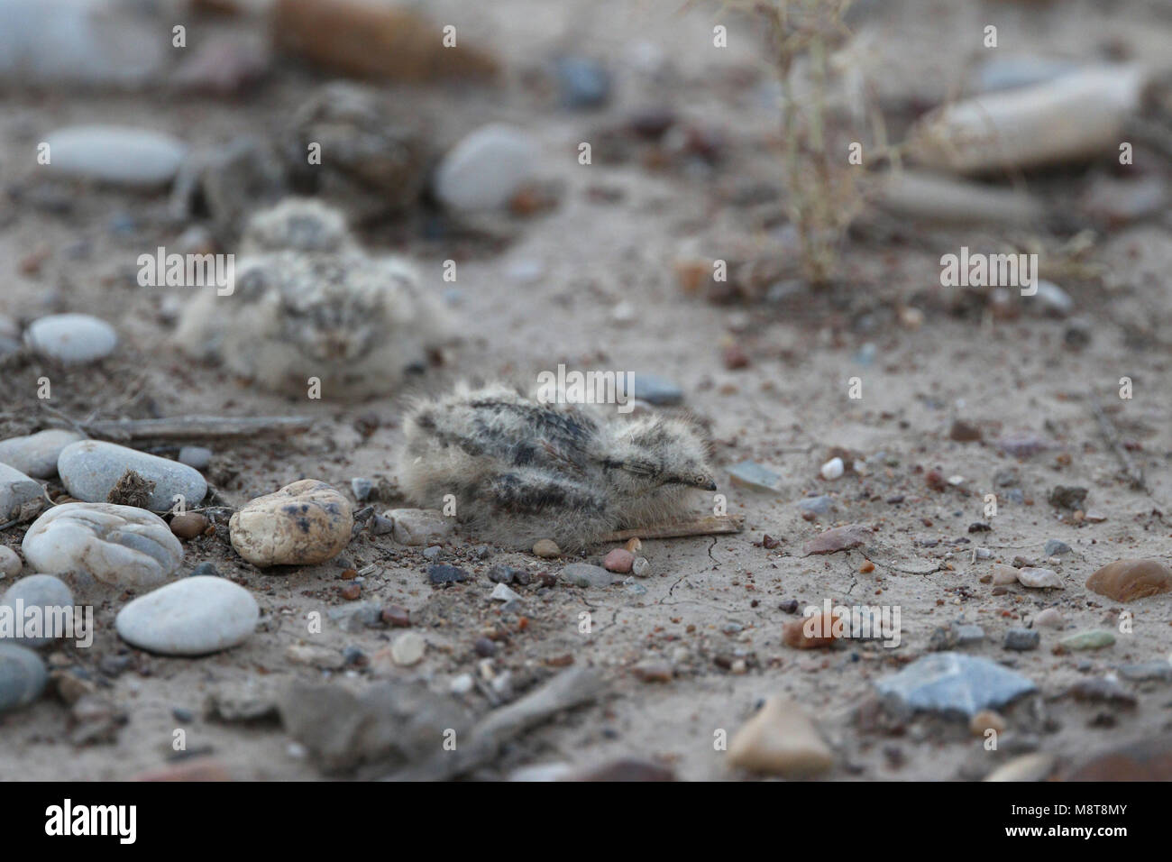 Egyptische Nachtzwaluw nest op de grond; Egyptian Nightjar (Caprimulgus aegyptius) nest on the ground Stock Photo