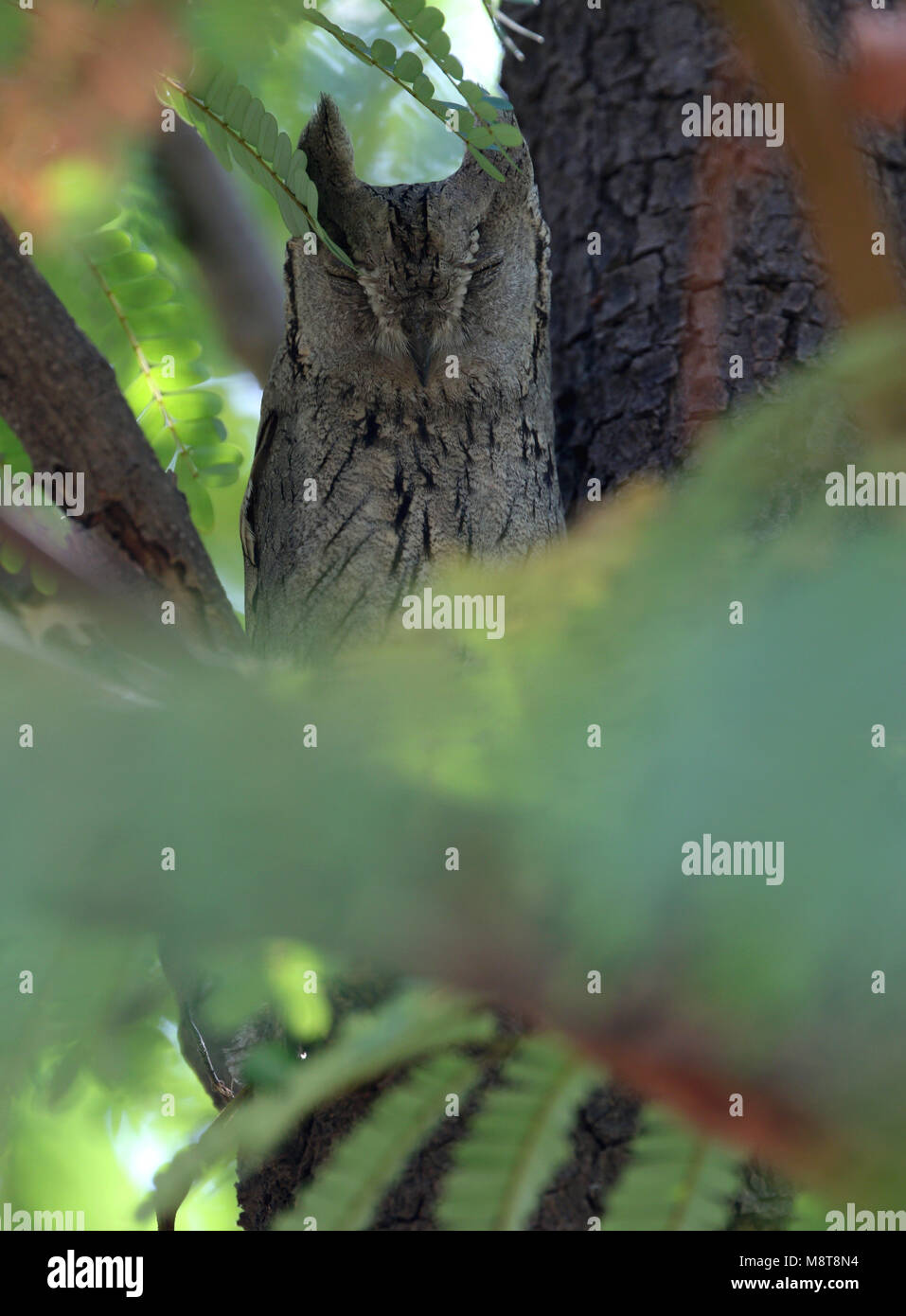 Gestreepte Dwergooruil slapend in een boom; Pallid Scops-Owl (Otus brucei) sleeping in a tree. Stock Photo