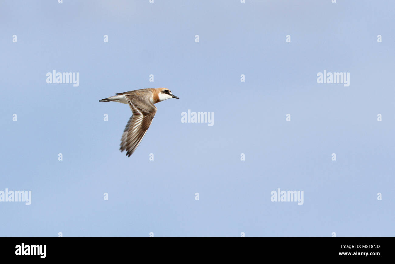 Zomerkleed Woestijnplevier in vlucht; Summerplumage Greater Sand Plover (Charadrius leschenaultii) in flight Stock Photo