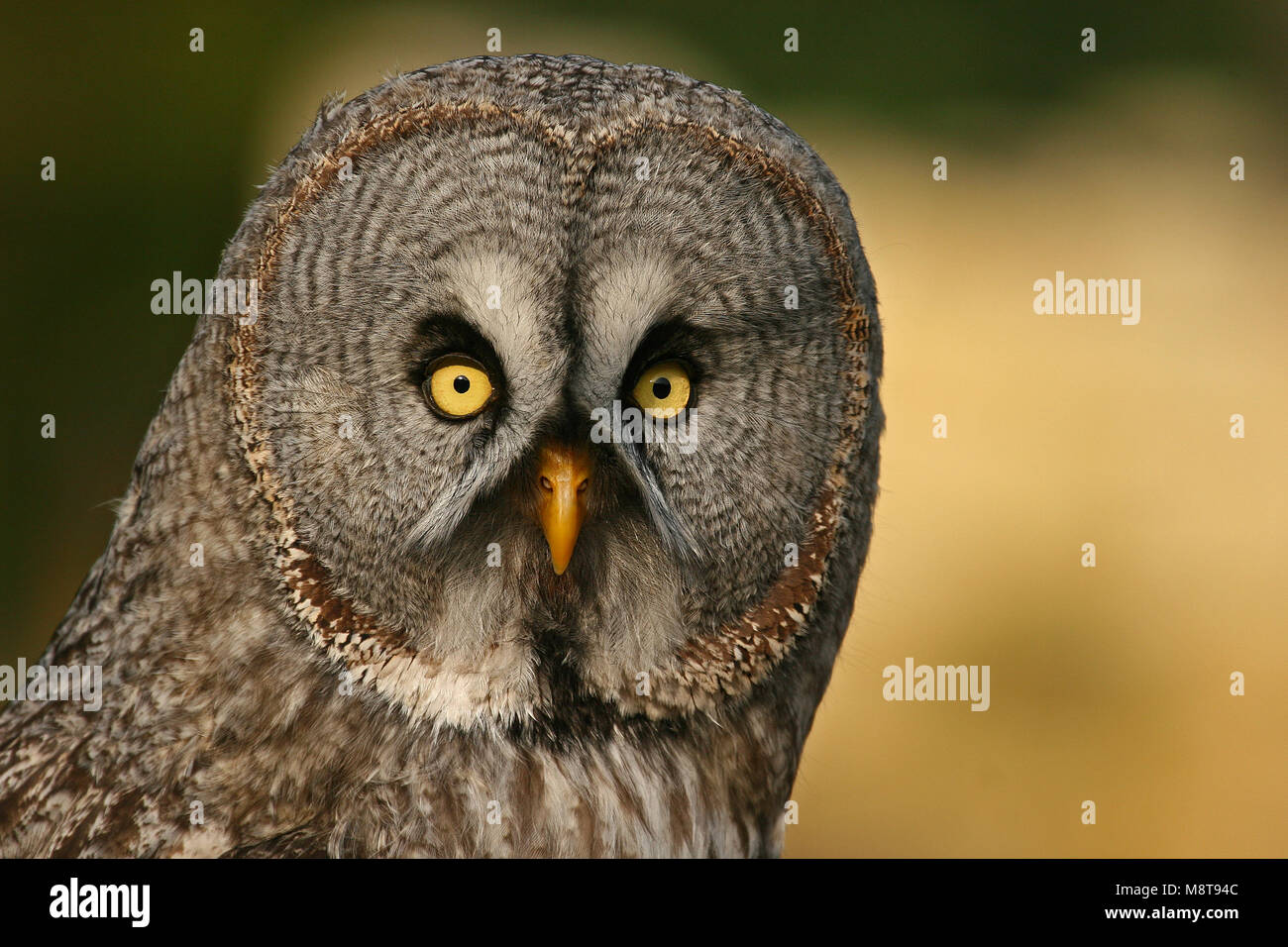 Laplanduil close-up; Great Grey Owl close-up Stock Photo