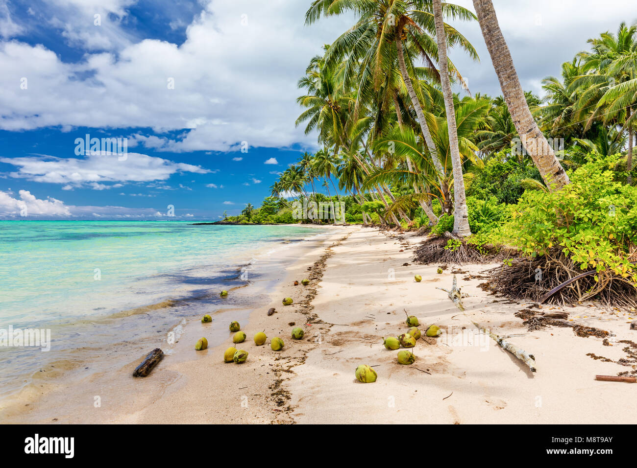 Wild Natural Beach With Palm Trees And Coconuts On South Side Of Upolu wild-natural-beach-with-palm-trees-and-coconuts-on-south-side-of-upolu