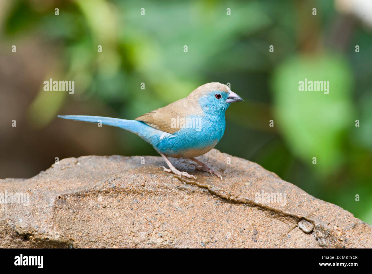 Angolees Blauwfazantje, Blue Waxbill, Uraeginthus angolensis Stock Photo