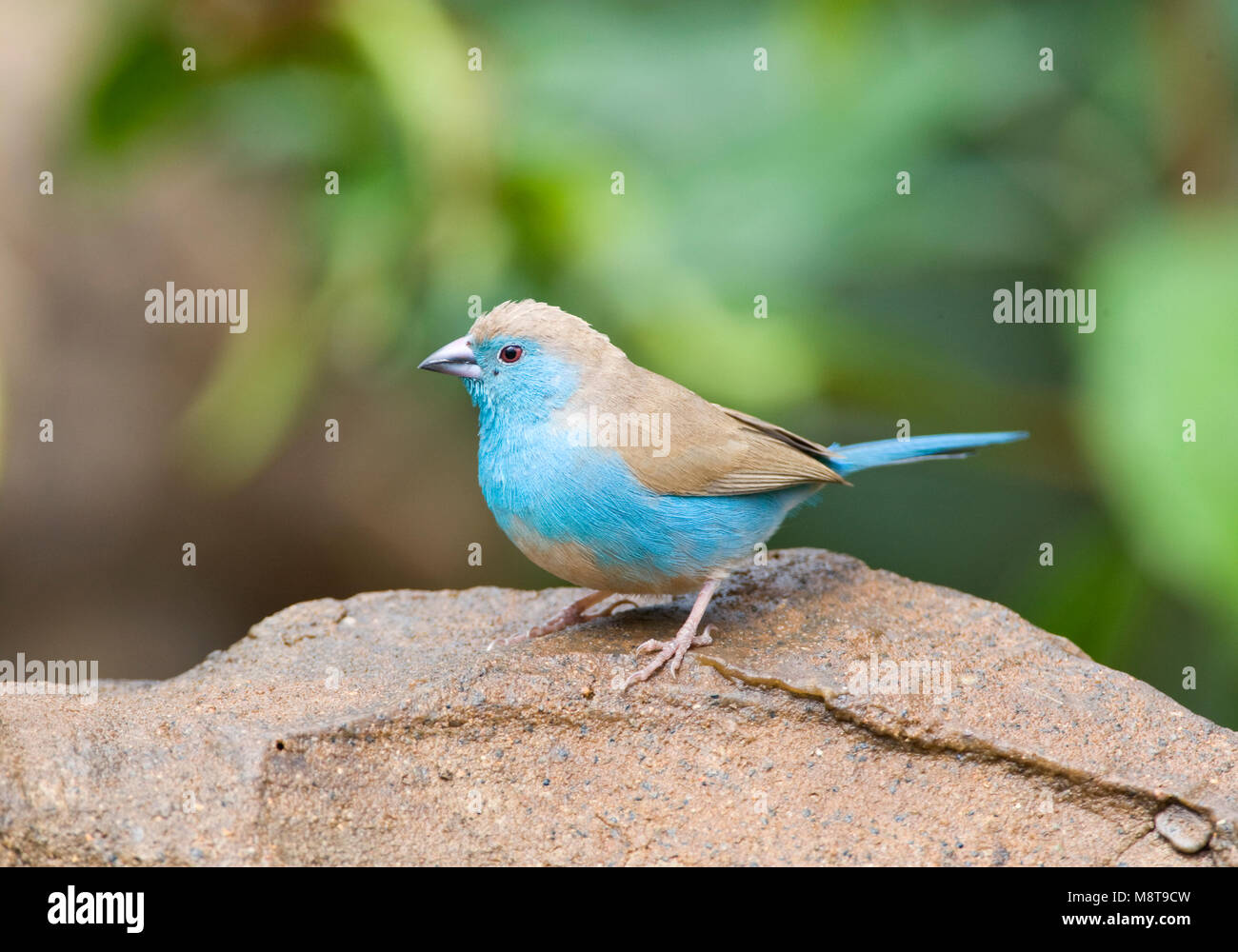 Angolees Blauwfazantje, Blue Waxbill, Uraeginthus angolensis Stock ...