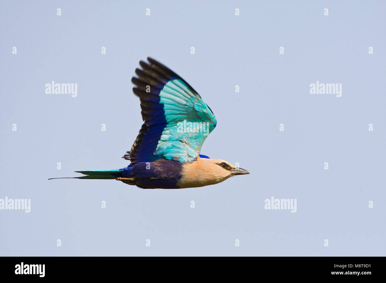 Blauwbuikscharrelaar volwassen vliegend; Blue-bellied Roller adult flying Stock Photo