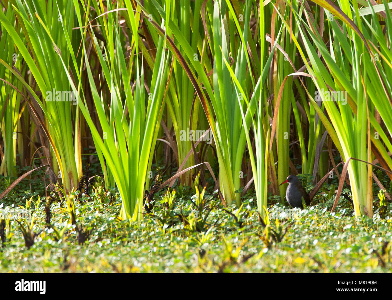 Bogotáwaterral in moerasgebied; Bogota Rail in wetland habitat Stock Photo