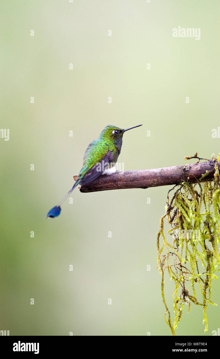 Vlagstaartpluimbroekje zittend op een tak; Booted Racket-tail perched on a branch - Stock Image
