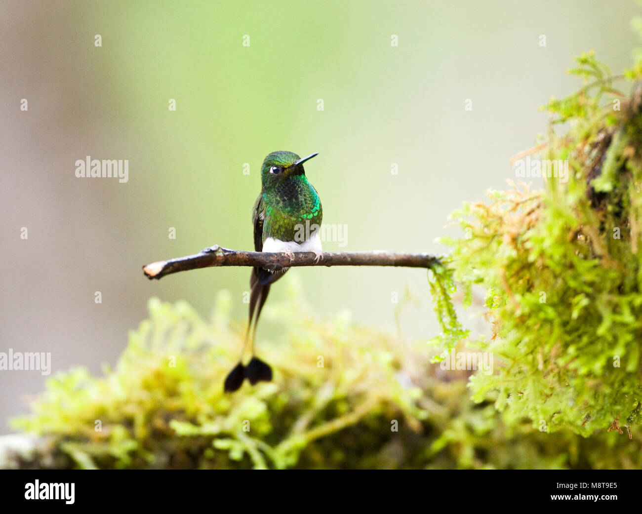 Vlagstaartpluimbroekje zittend op een tak; Booted Racket-tail perched on a branch - Stock Image