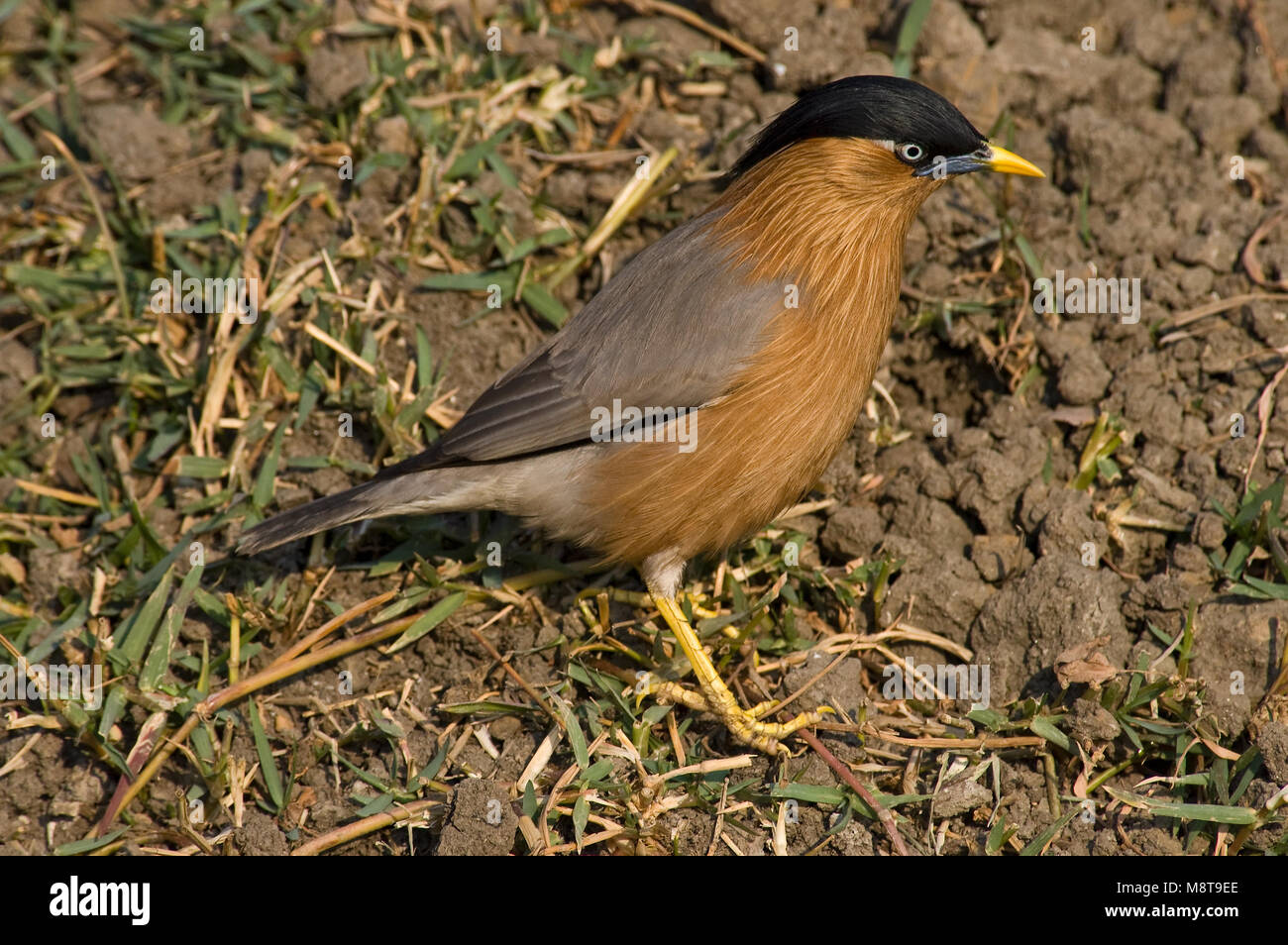 Pagodespreeuw foeragerend op de grond; Brahminy Starling foraging on the ground Stock Photo