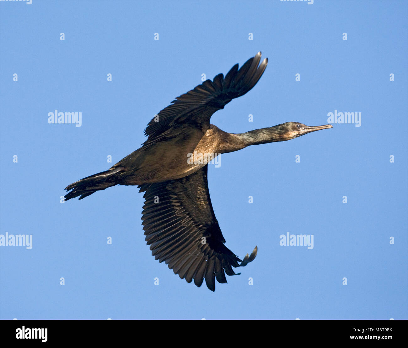Brandt-aalscholver vliegend; Brandts Cormorant flying Stock Photo