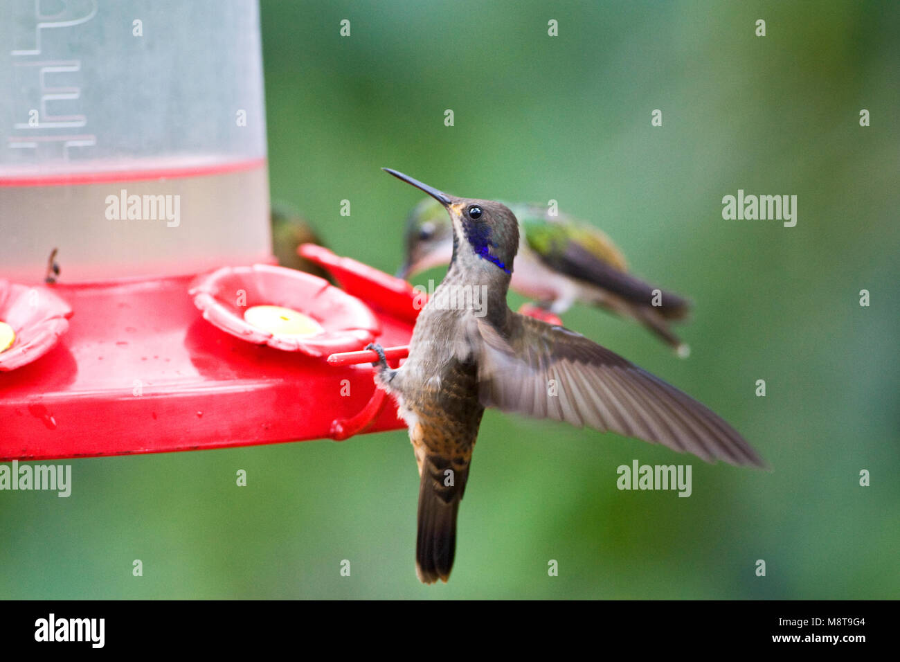 Bruine Violetoorkolibrie; Brown Violetear - Stock Image
