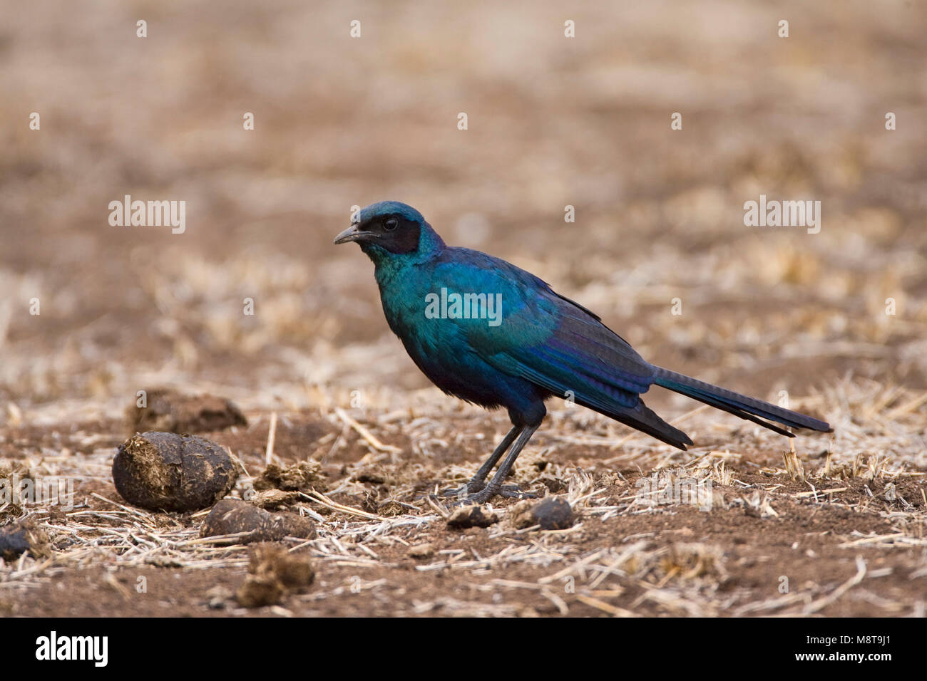 Grote Glansspreeuw , Burchell's Starling, Lamprotornis australis Stock Photo