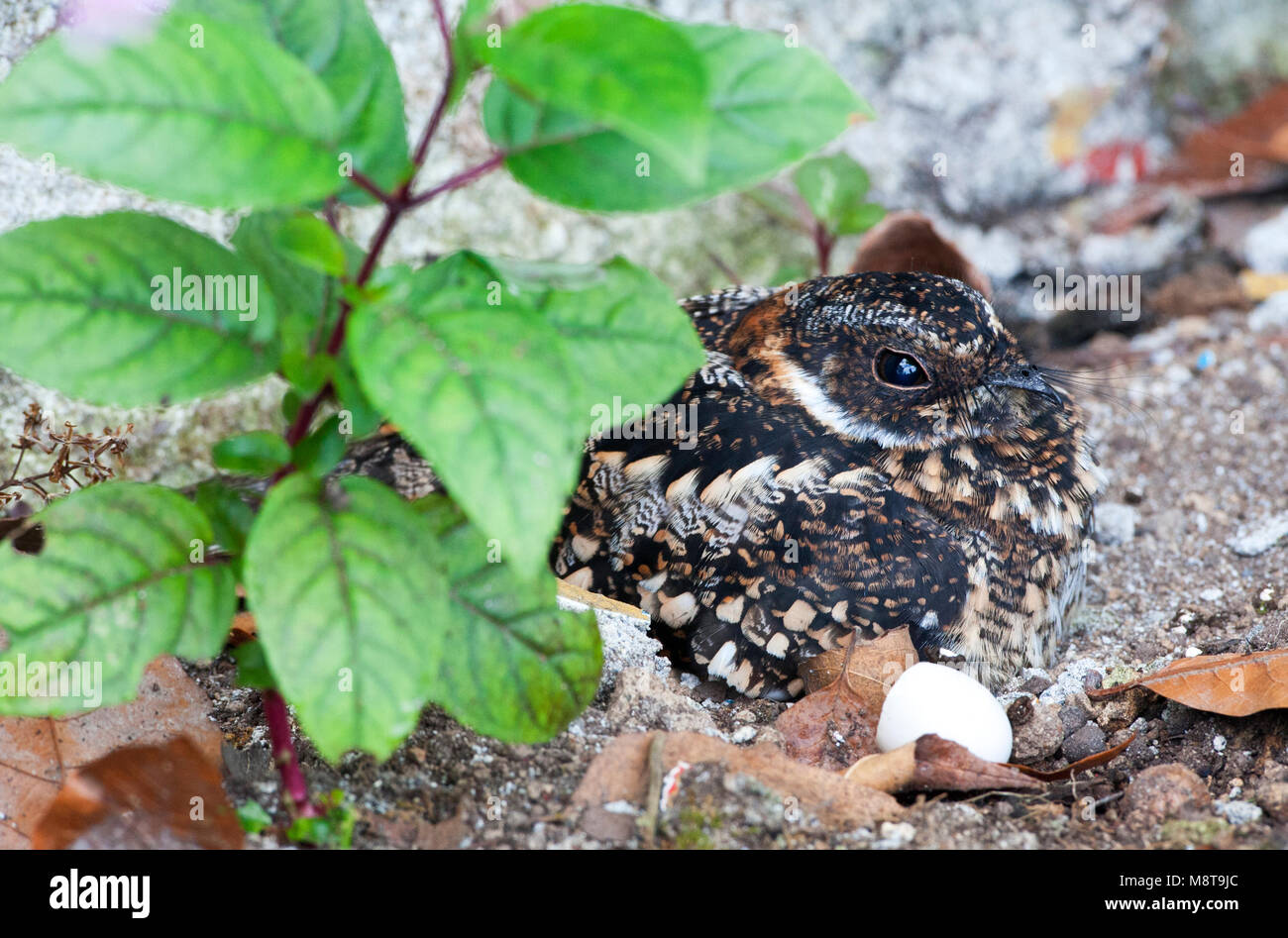 Vleugelbandnachtzwaluw zittend op zijn nest; Band-winged Nightjar perched on its nest in Rio Blanco, Colombia Stock Photo